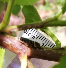 Ellipsidion australe