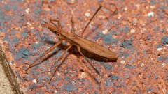 Sastrapada australica