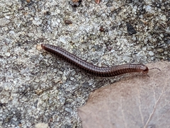 Cleidogona