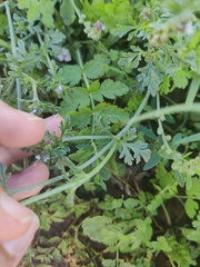 Verbena supina