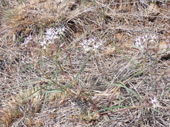 Asclepias stellifera