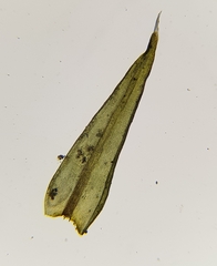 Racomitrium