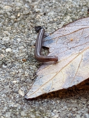 Cleidogona