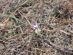 Asclepias stellifera