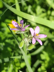 Erodium