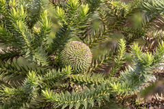 Araucaria angustifolia