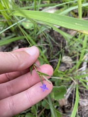 Monopsis stellarioides