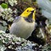 Townsend's × Hermit Warbler - Photo (c) Gonzalo Zepeda Martínez, some rights reserved (CC BY-SA), uploaded by Gonzalo Zepeda Martínez
