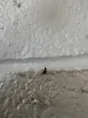 Periplaneta fuliginosa