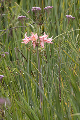 Hippeastrum breviflorum