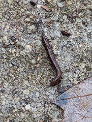 Cleidogona