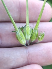 Erodium