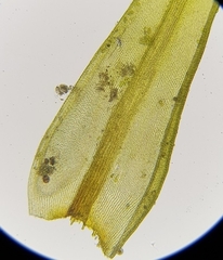 Racomitrium