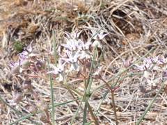 Asclepias stellifera