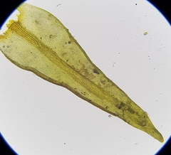 Racomitrium