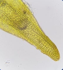 Racomitrium