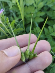 Erodium
