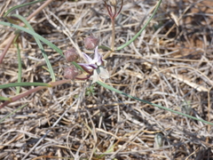 Asclepias stellifera