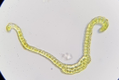 Racomitrium