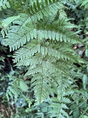 Dryopteris erythrosora