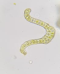 Racomitrium