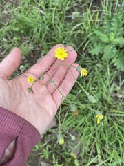 Asteraceae