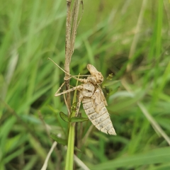 Epophthalmia elegans