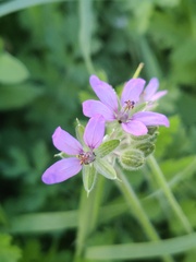 Erodium