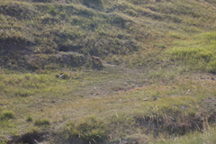 Marmota sibirica