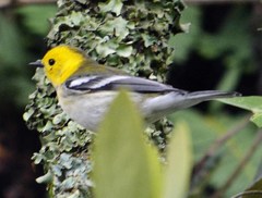 Setophaga townsendi × occidentalis