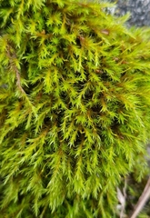 Racomitrium