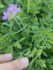 Erodium