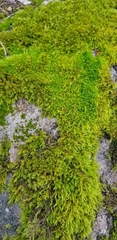 Racomitrium