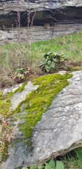 Racomitrium