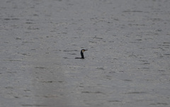 Phalacrocorax capillatus