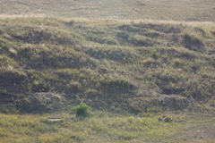 Marmota sibirica