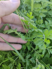 Erodium