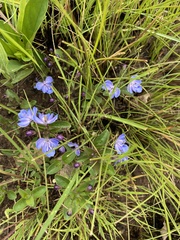 Rotheca hirsuta