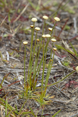 Eriocaulaceae
