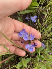 Rotheca hirsuta