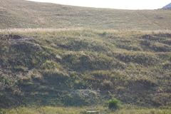 Marmota sibirica