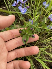 Rotheca hirsuta