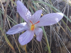 Crocus pallasii