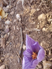 Crocus pallasii