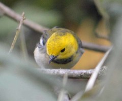 Setophaga townsendi × occidentalis