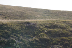 Marmota sibirica