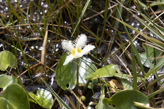 Nymphoides