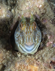 Parablennius tasmanianus