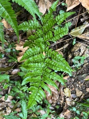 Dryopteris labordei