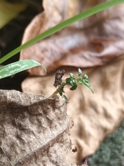 Homoneura trypetoptera